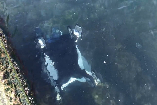 В Одессе коляску с ребенком сдуло в ледяное море: в сети показали видео