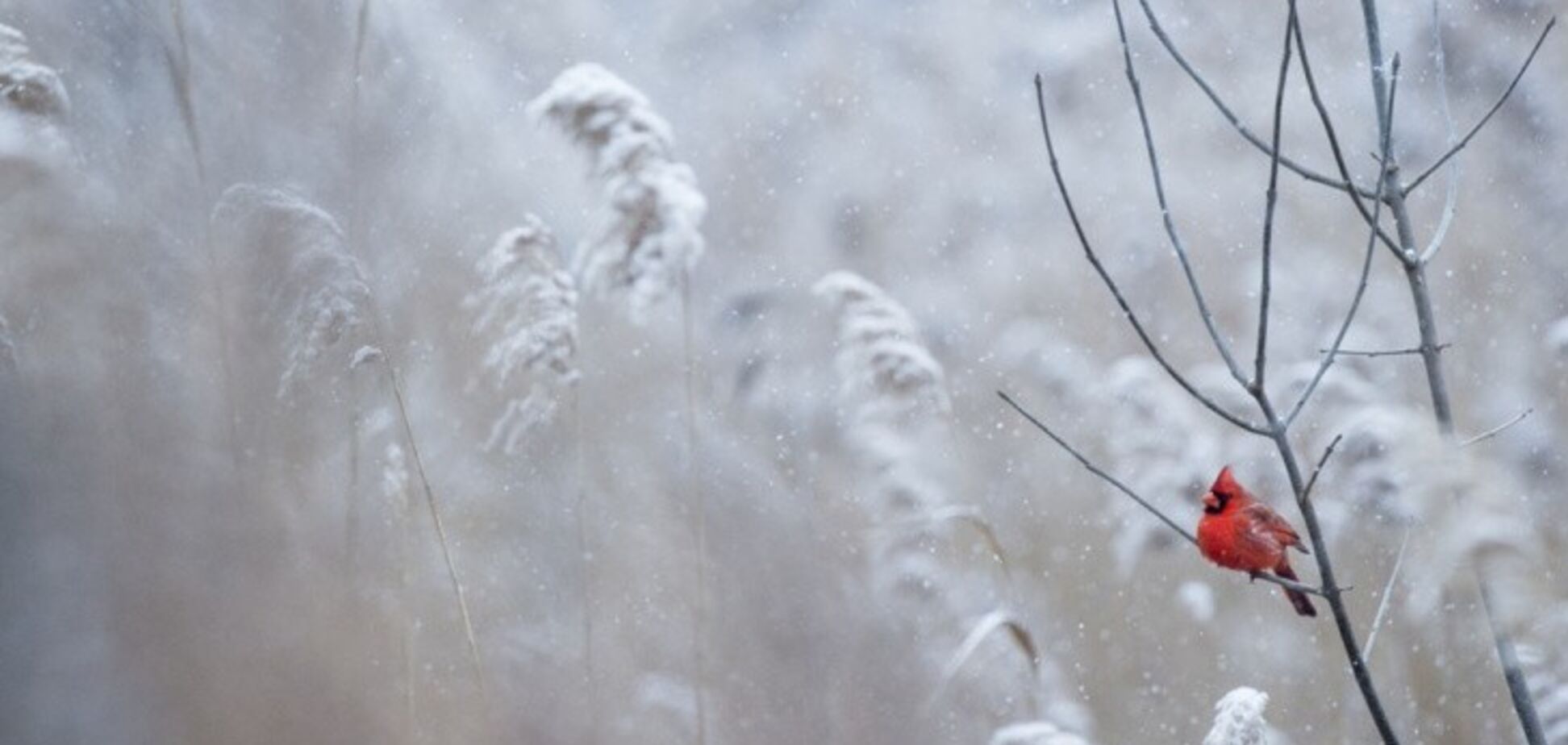 Ударять морози: синоптики пообіцяли різку зміну погоди в Україні