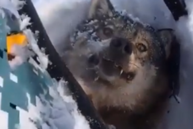 'Ну что, не хочешь кусаться?' Россиянин задавил волка и поиздевался над ним, в сети возмущены. Видео 18+