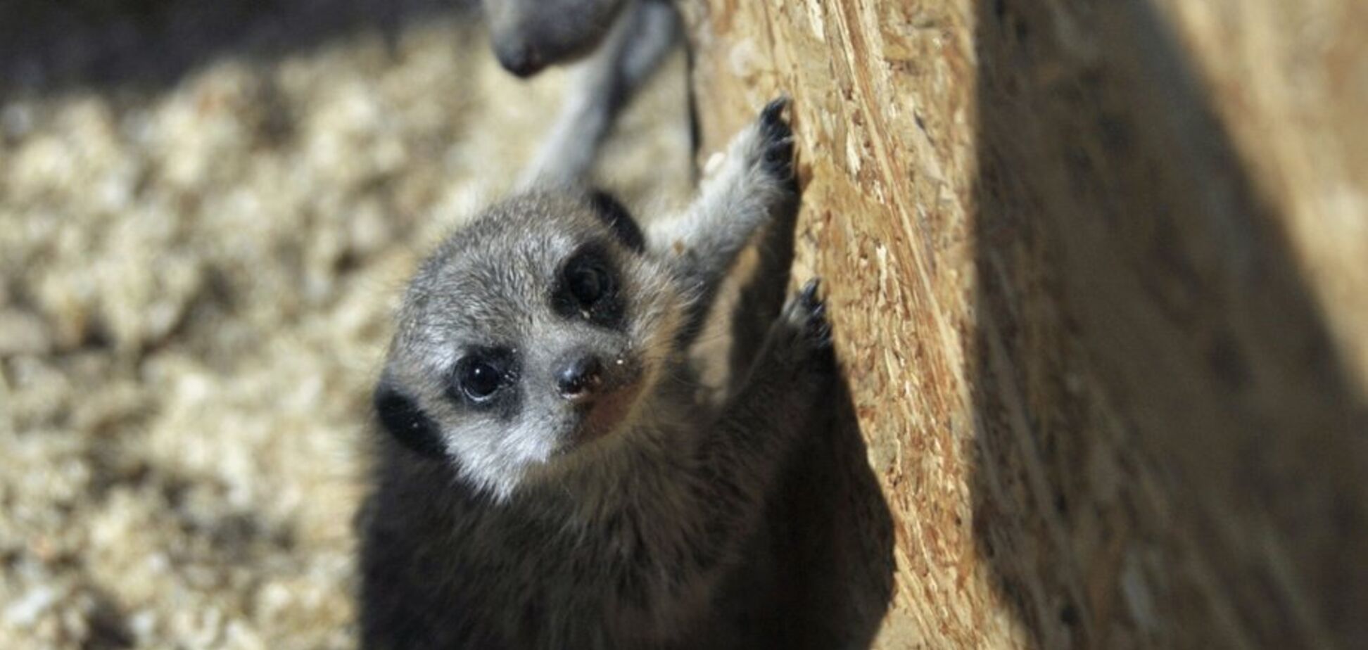 В українському зоопарку народилися екзотичні тваринки: милі фото
