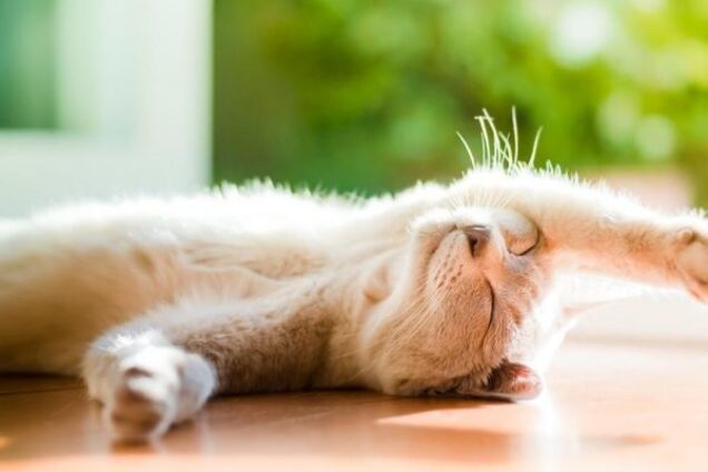 До +19: синоптики сообщили, когда в Украине потеплеет