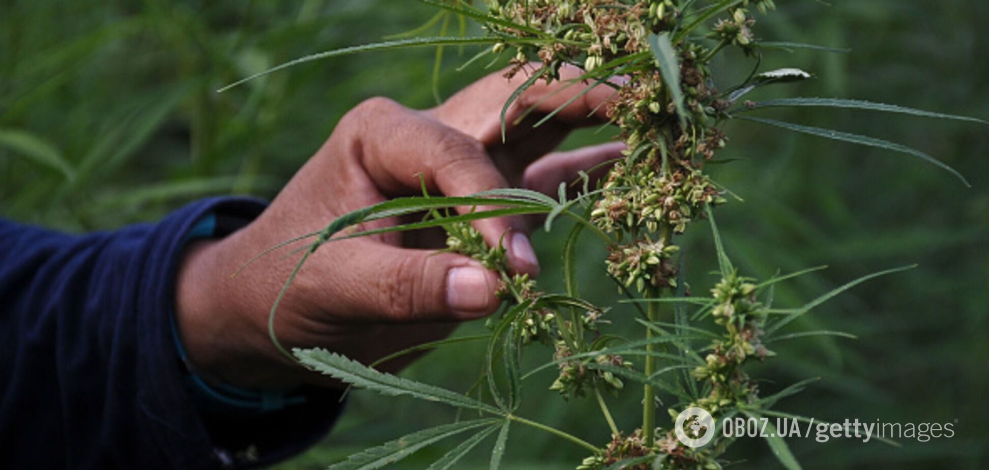 'Наркомани і повії — зло': озвучений прогноз щодо легалізації марихуани в Україні