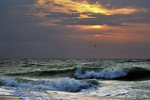 'Он выбрал свободу!' 'Сбежавший' в Украину российский осетр вызвал ажиотаж в сети