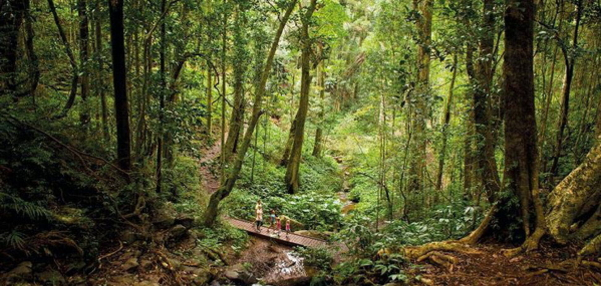 Пока в Украине вырубают леса: в Австралии высадят миллиард деревьев