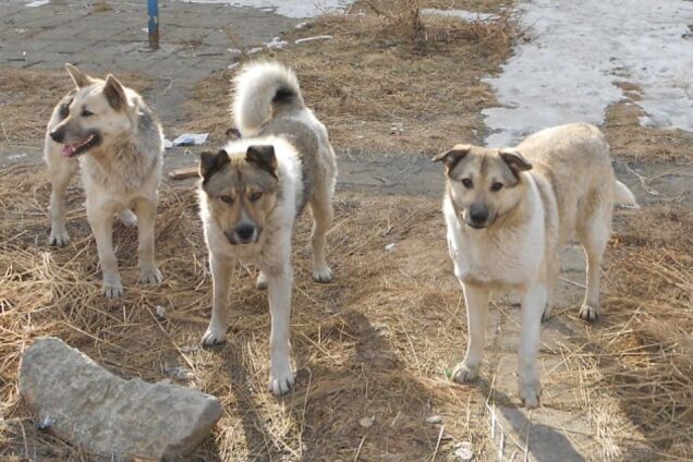 У Росії зграя бродячих собак покусала дитину: опубліковано моторошні кадри