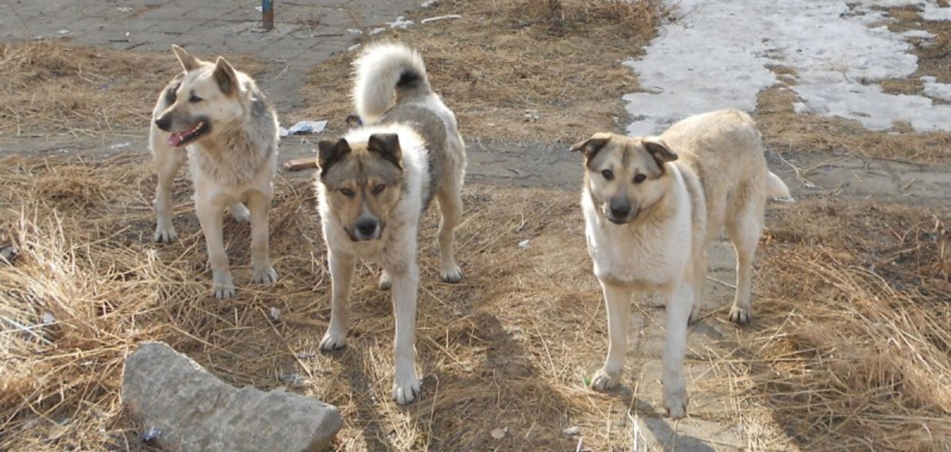 У Росії зграя бродячих собак покусала дитину: опубліковано моторошні кадри