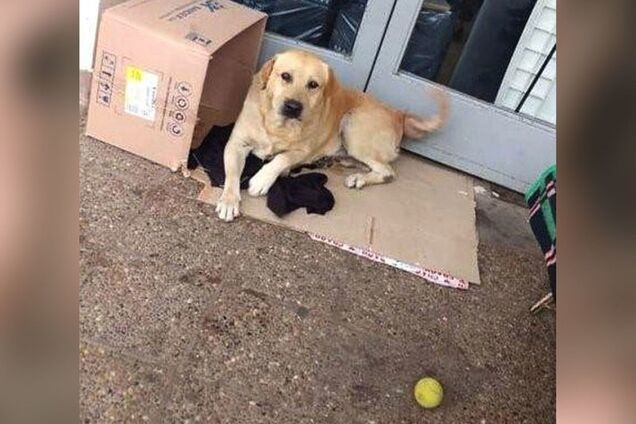 Новый Хатико: пес неделю ждал умершего хозяина под больницей