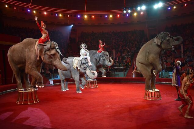 У Києві повністю заборонили цирки з тваринами: в чому справа