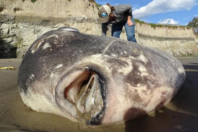 У США на берег викинуло гігантську дивну рибу