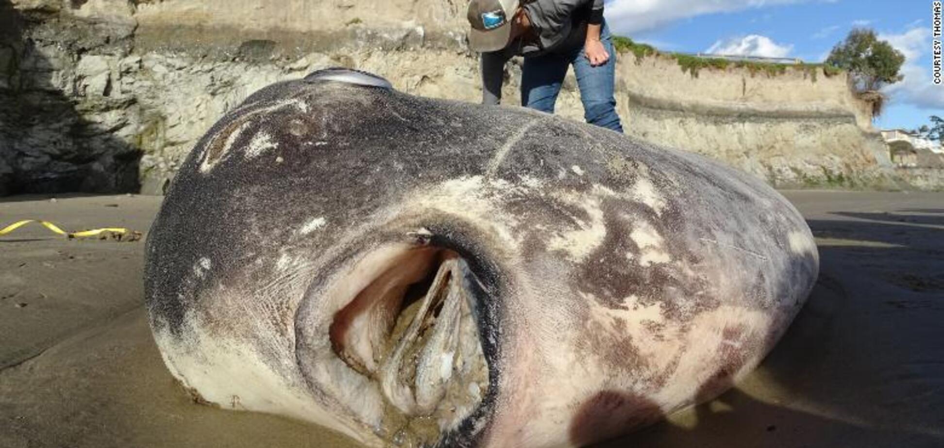 У США на берег викинуло гігантську дивну рибу