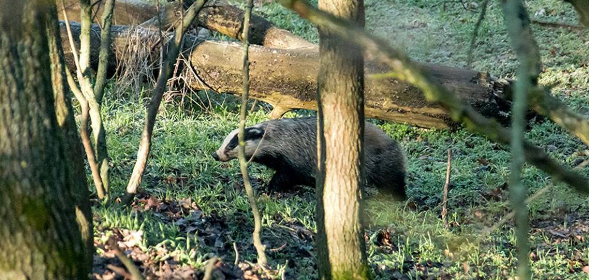 Спустя 40 лет: на Хортицу вернулись милые животные