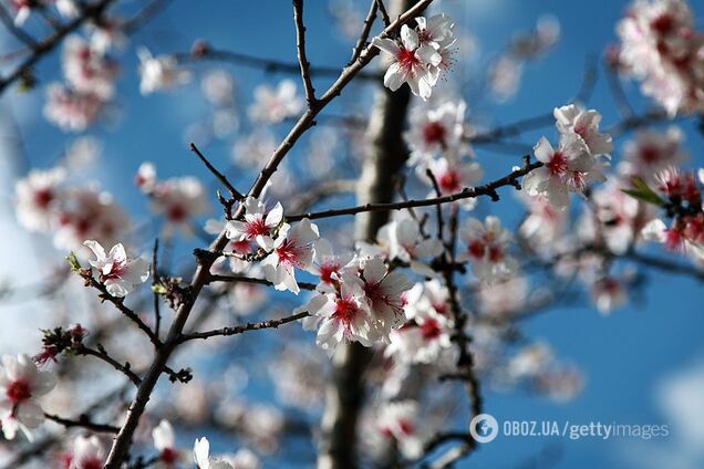 Прогреет до +13: синоптики дали солнечный прогноз погоды в Украине