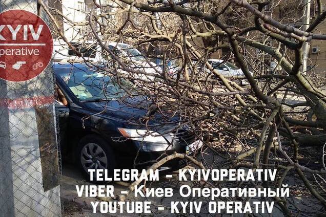 В Киеве из-за ветра деревья рухнули на авто: фото с места ЧП 