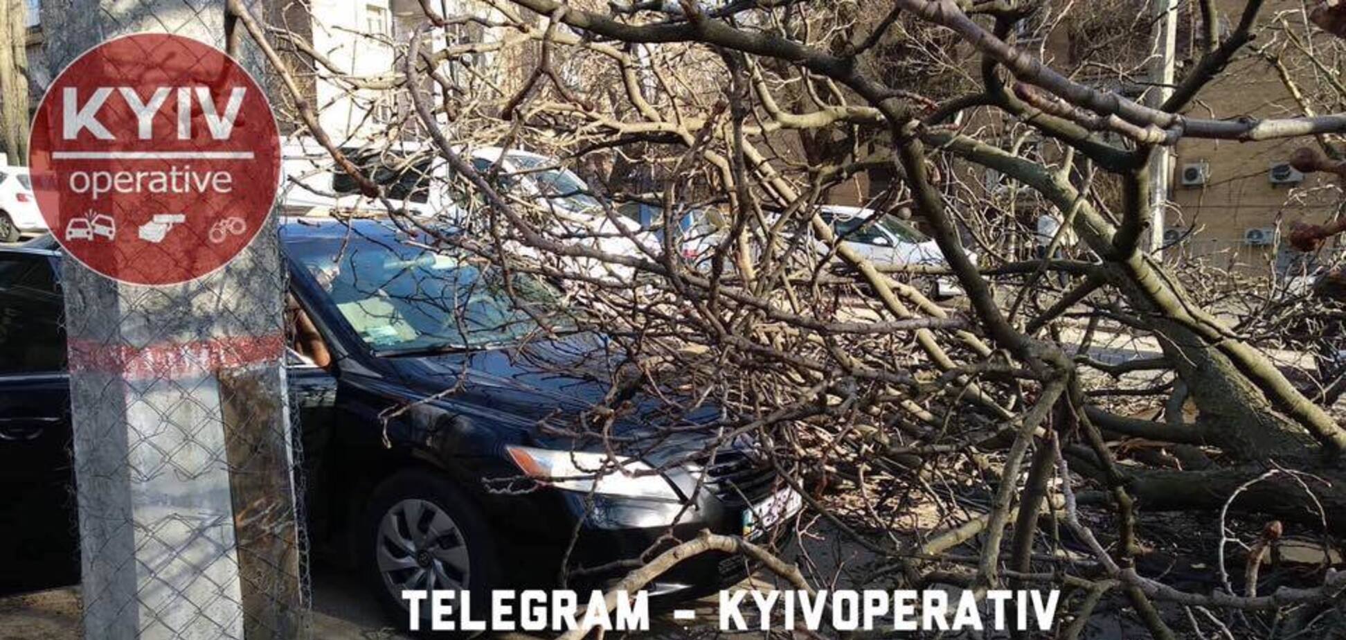 В Киеве из-за ветра деревья рухнули на авто: фото с места ЧП 