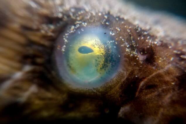 У США на пляжі розкопали морське чудовисько, що живе в норах. Відео