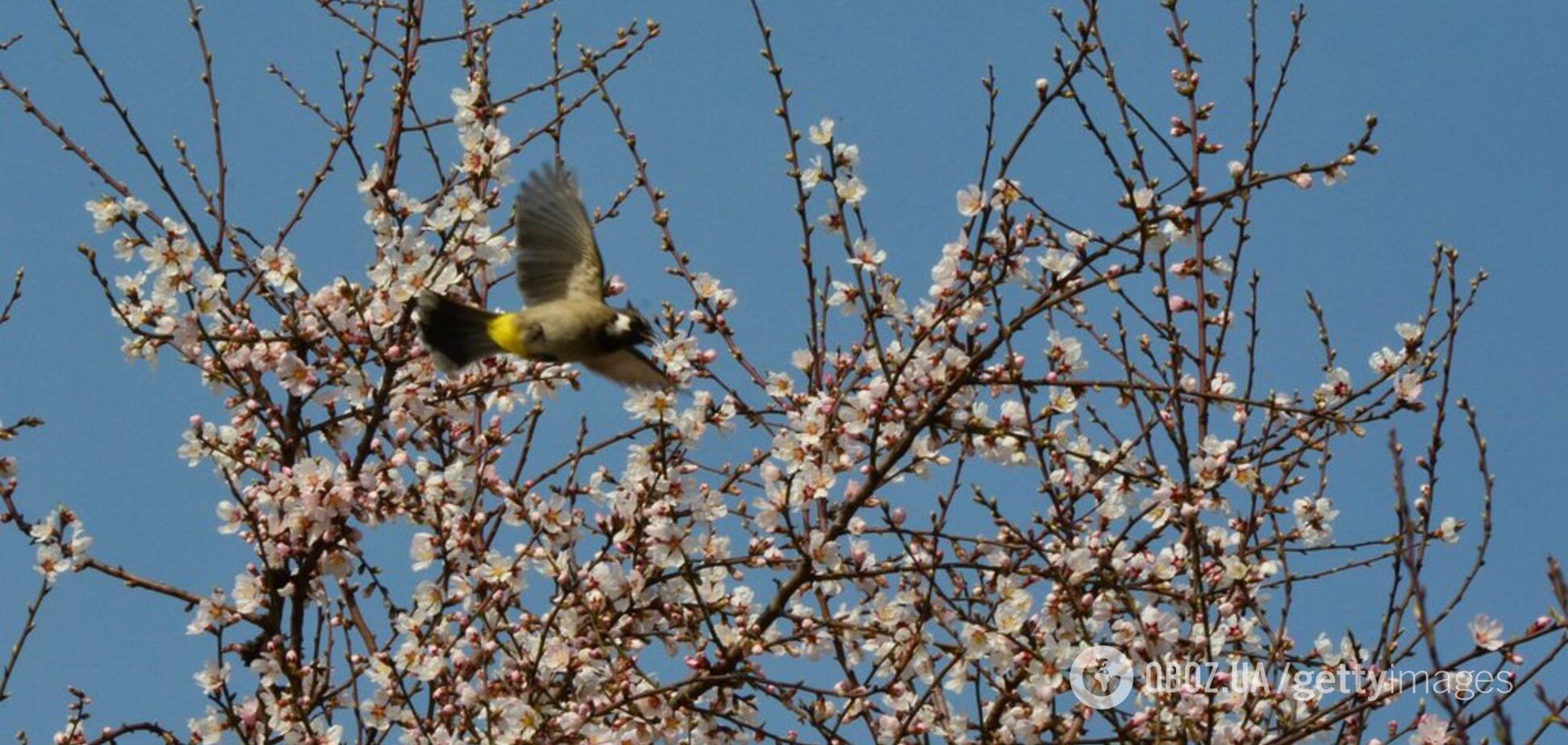 Украину накроет сильный ветер: синоптик уточнила прогноз погоды