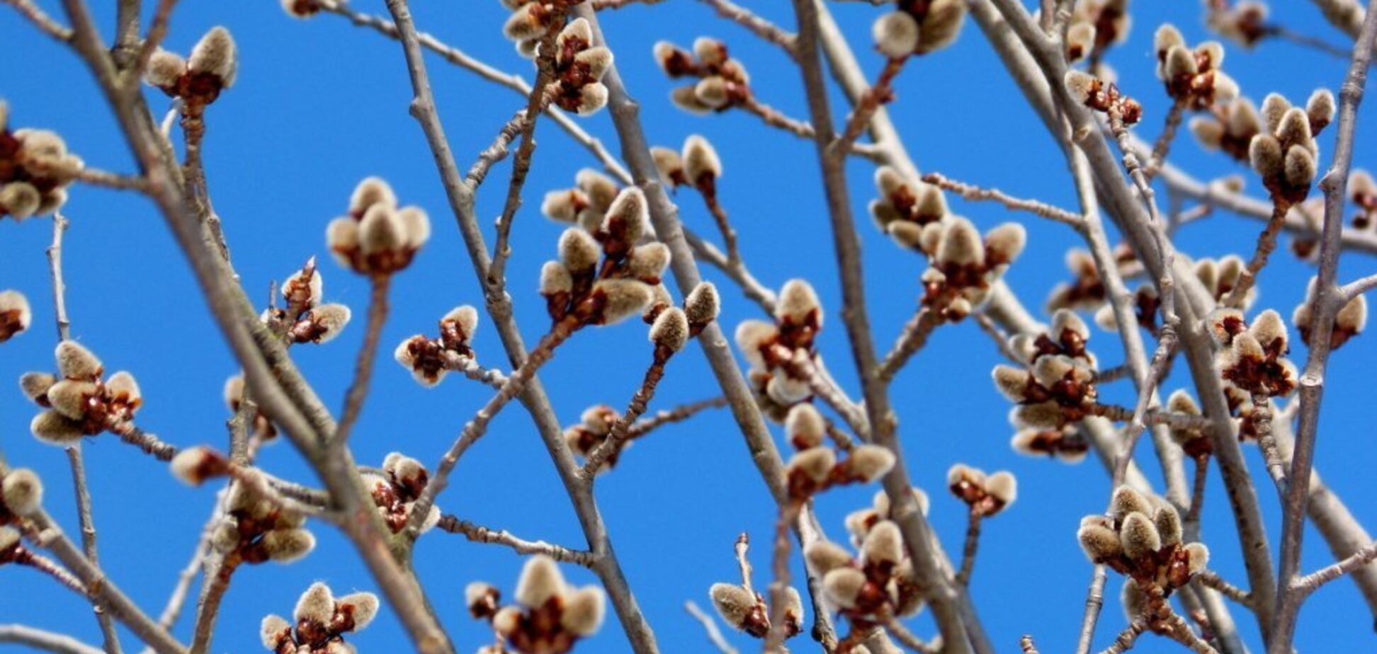 Весна вернется: синоптики пообещали улучшение погоды в Украине