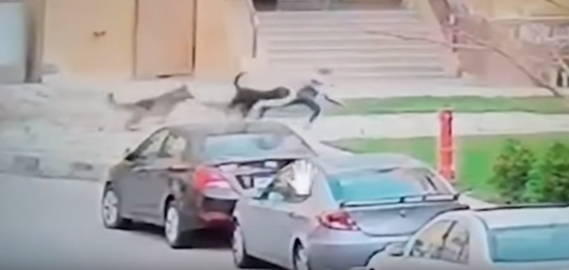 Женщина закрыла собой ребенка, терзаемого собаками: бесстрашное спасение попало на видео