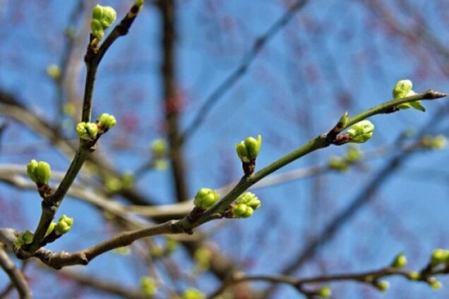 Весна расцветет: синоптики уточнили теплый прогноз по Украине