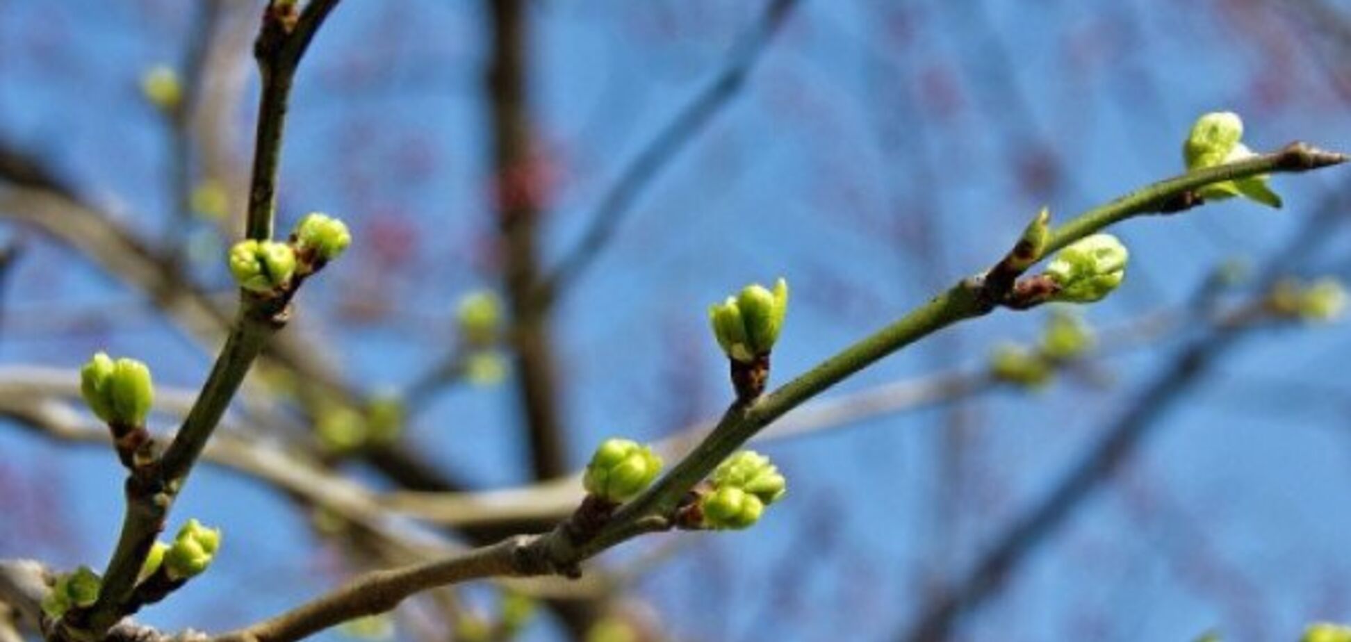 Весна расцветет: синоптики уточнили теплый прогноз по Украине