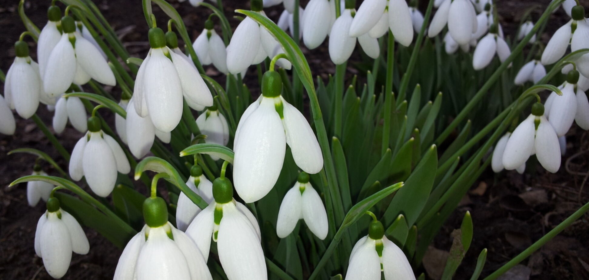 Синоптики прогнозируют аномальное тепло на 8 марта в Украине