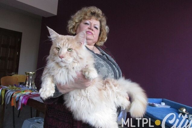 В Запорожской области живет 20-килограммовый кот