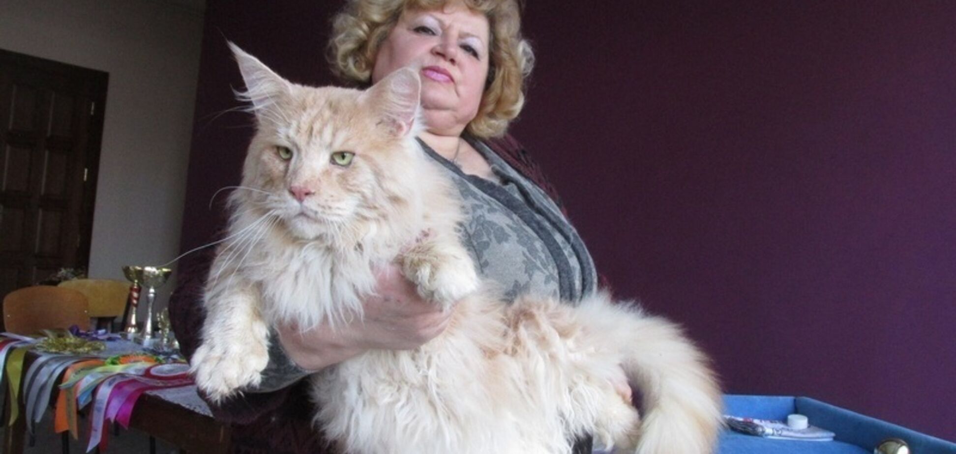 В Запорожской области живет 20-килограммовый кот
