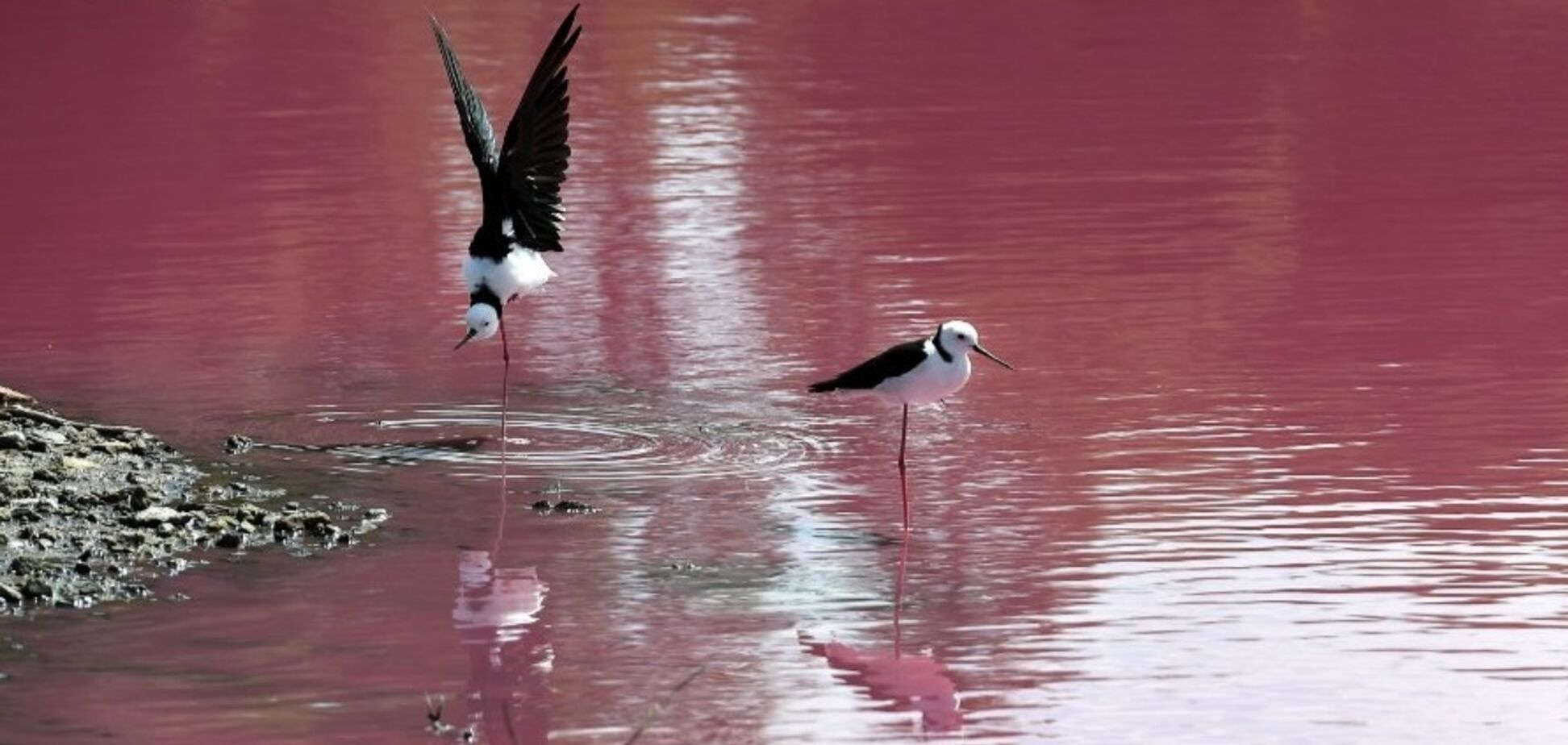 Озеро в Мельбурне стало розового цвета: в чем причина