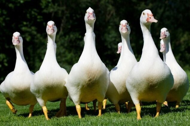 ЧП с 'воинами ДНР', или Боевые гуси-б*ндеровцы