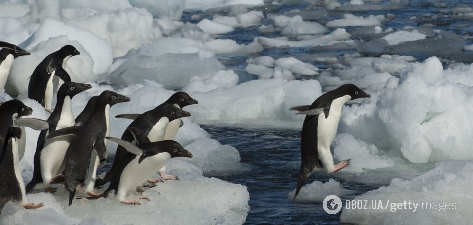 Все в блокноті: з'явилося курйозне фото з виборів в Антарктиці