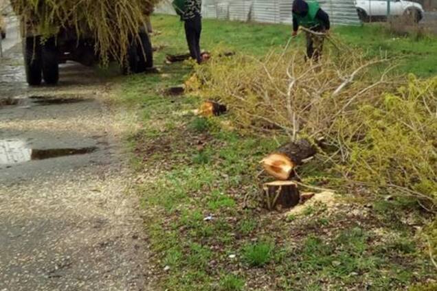 В Киеве вандалы уничтожили аллею деревьев: фото