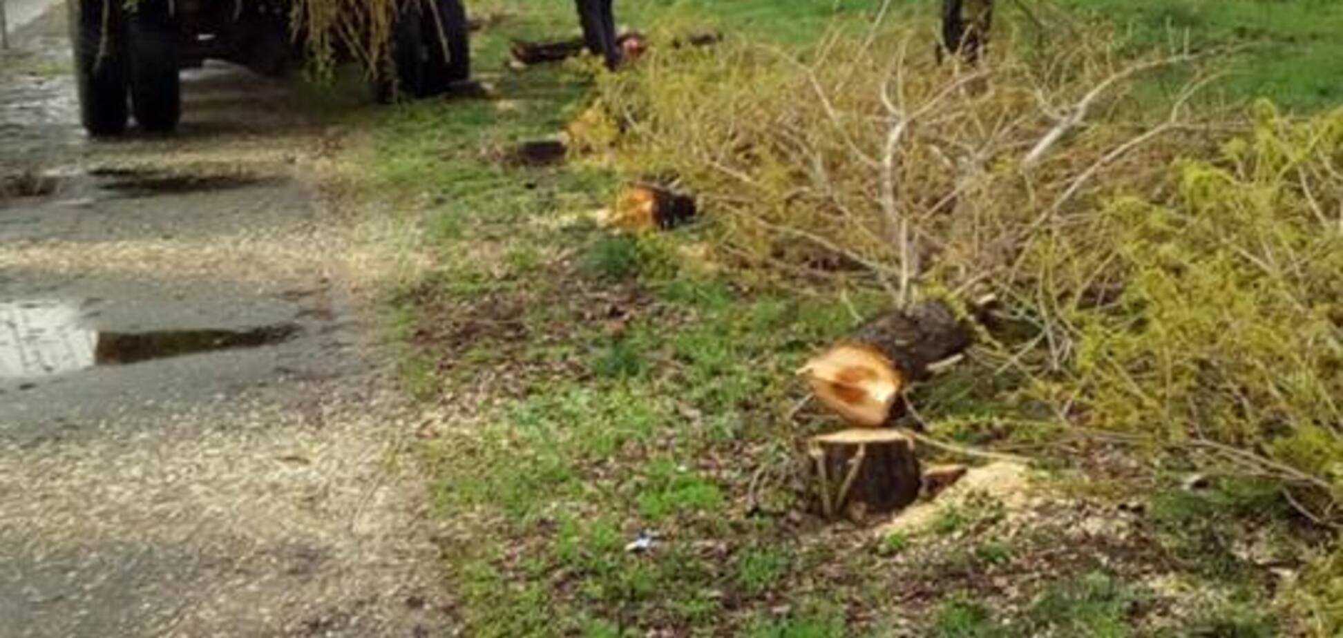 В Киеве вандалы уничтожили аллею деревьев: фото 