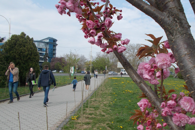 В Ужгороді зацвіла сакура: яскраві фото