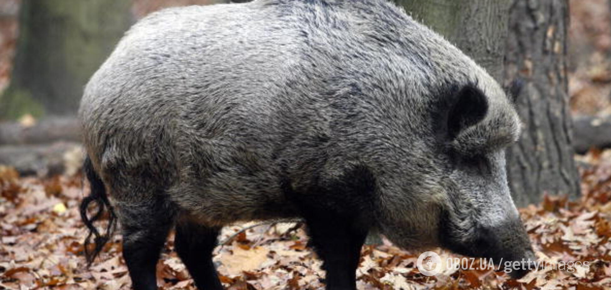 В Украине вспыхнула эпидемия африканской чумы – что известно