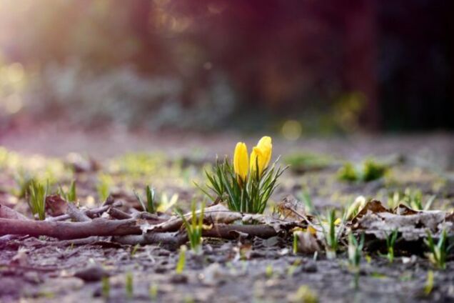 Украину накроет антициклон: синоптик дала теплый прогноз