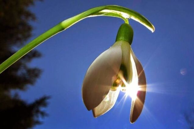 Заморозки, дождь и +24°: народный синоптик дал прогноз на апрель в Украине