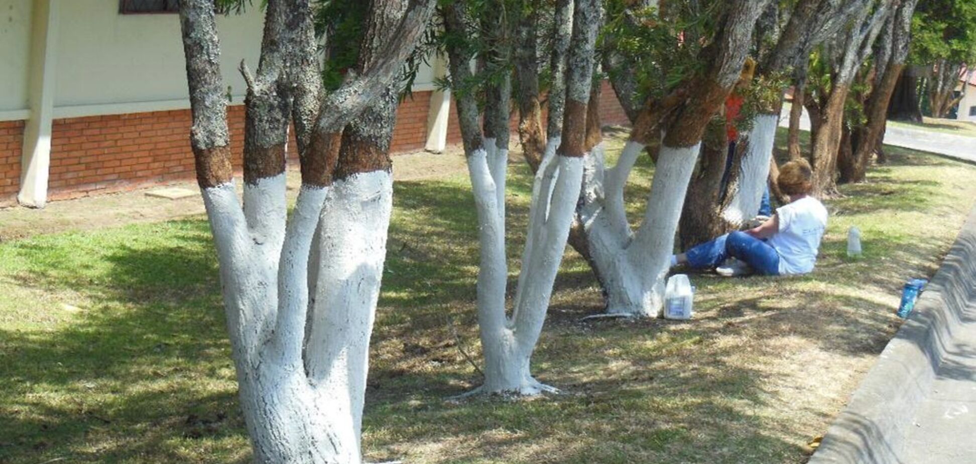 Побелка деревьев