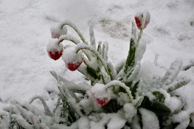 Крым засыпало снегом: фото погодной аномалии