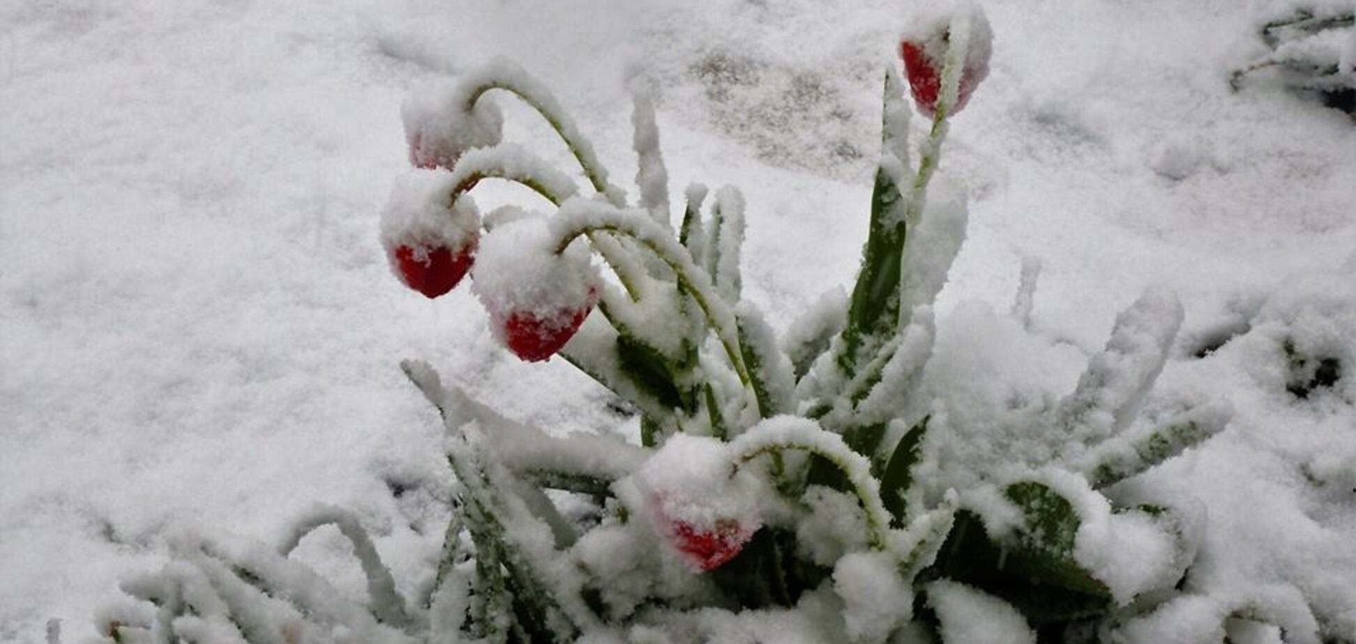 Крим засипало снігом: фото погодної аномалії