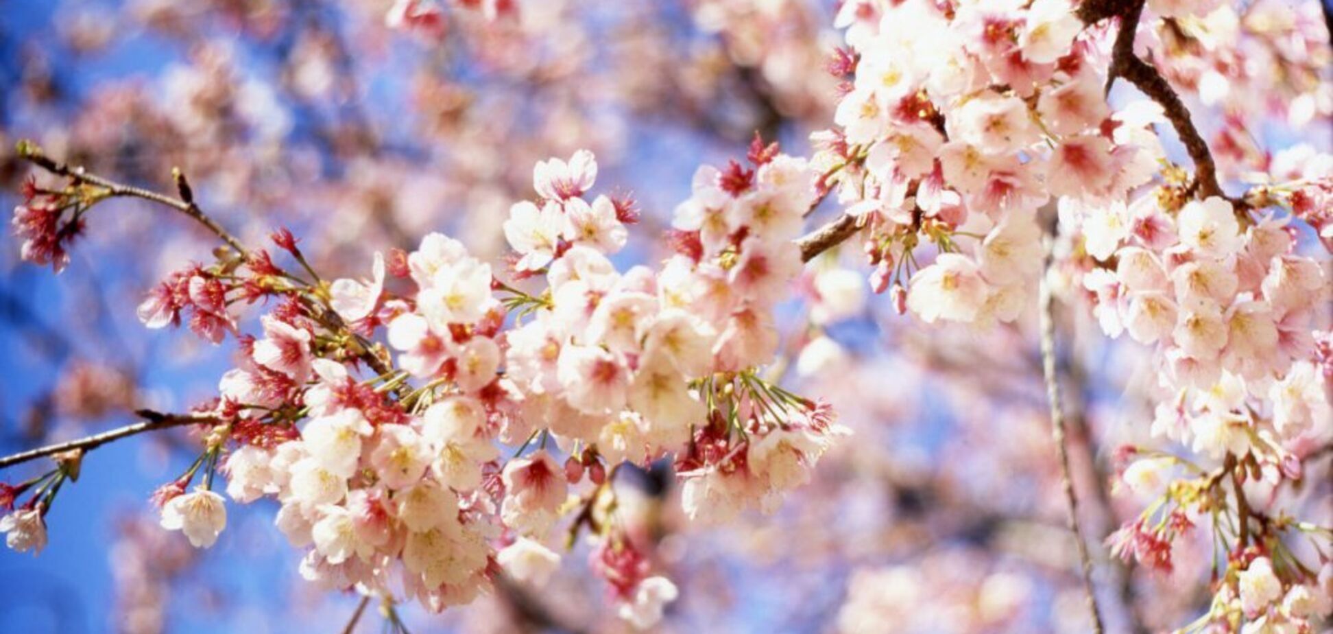 Україну накриють грози: прогноз на Вербну неділю і страсний тиждень