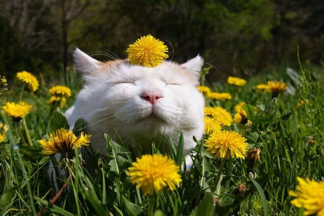 Дощі і спека: озвучено прогноз погоди на травневі свята в Україні