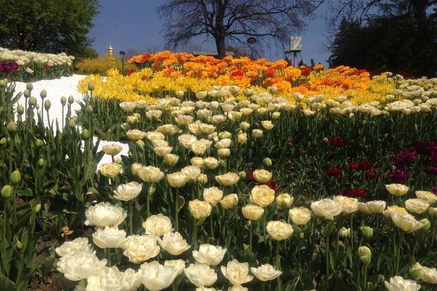 В Киеве открылась ежегодная выставка тюльпанов: яркие фото