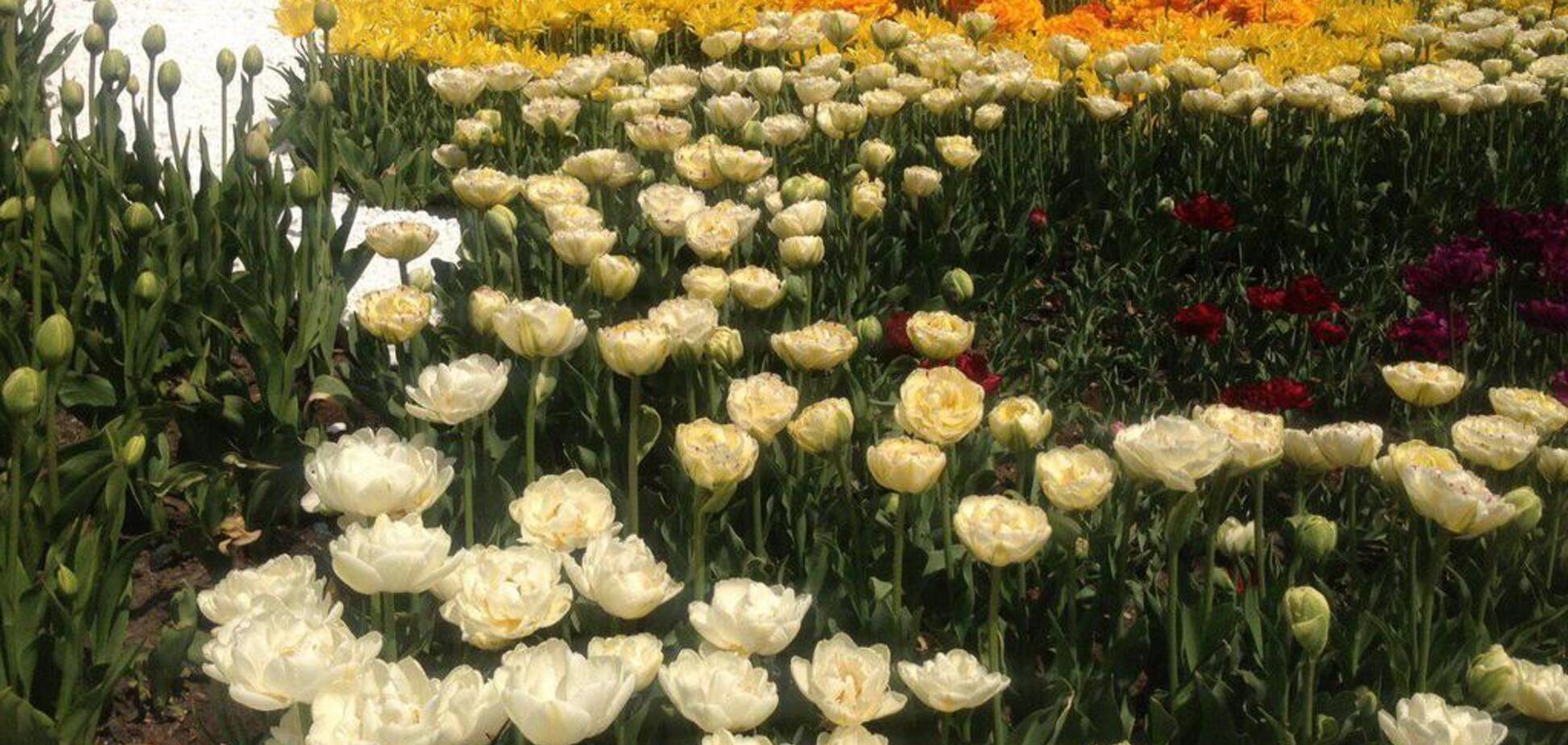 У Києві відкрилася щорічна виставка тюльпанів: яскраві фото