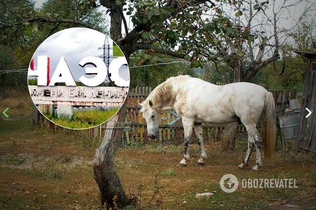 К Чернобылю потянулись выходцы с Донбасса: чем живет зона отчуждения