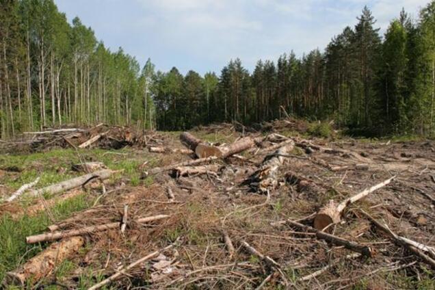 В Украине увеличили штрафы за вырубку лесов: что решила Рада