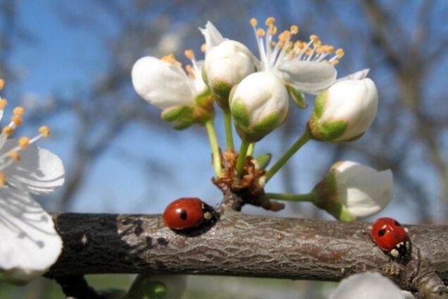 До +28: синоптики дали спекотний прогноз по Україні