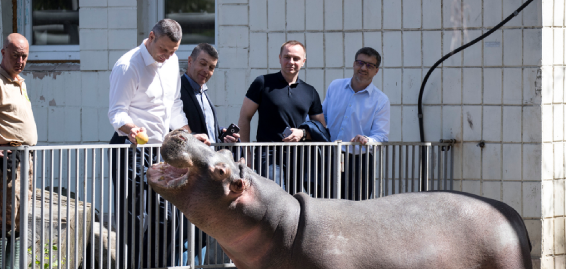 Кличко позабавил сеть трогательным видео с гиппопотамом