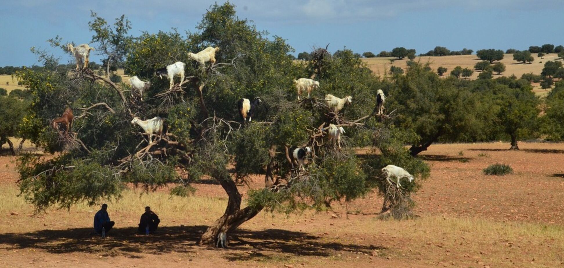 Знаменитая достопримечательность с козами на деревьях потерпела фиаско