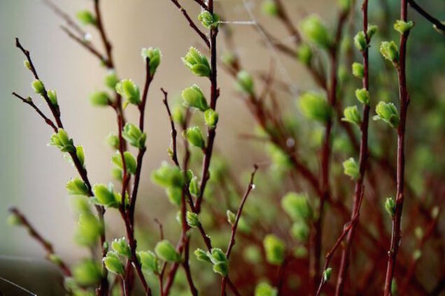 Погода на Благовіщення: синоптик дала прогноз по Україні