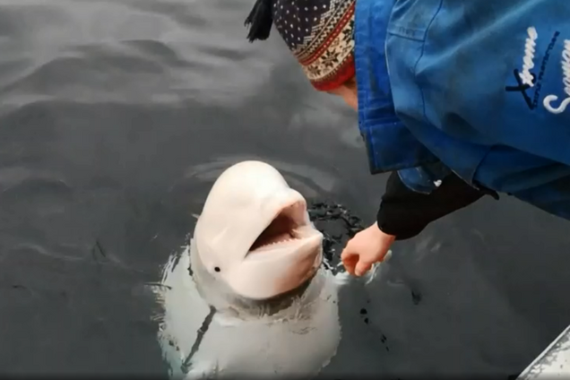 Біля берегів Норвегії виявили кита-'шпигуна' з Росії: з'явилося відео